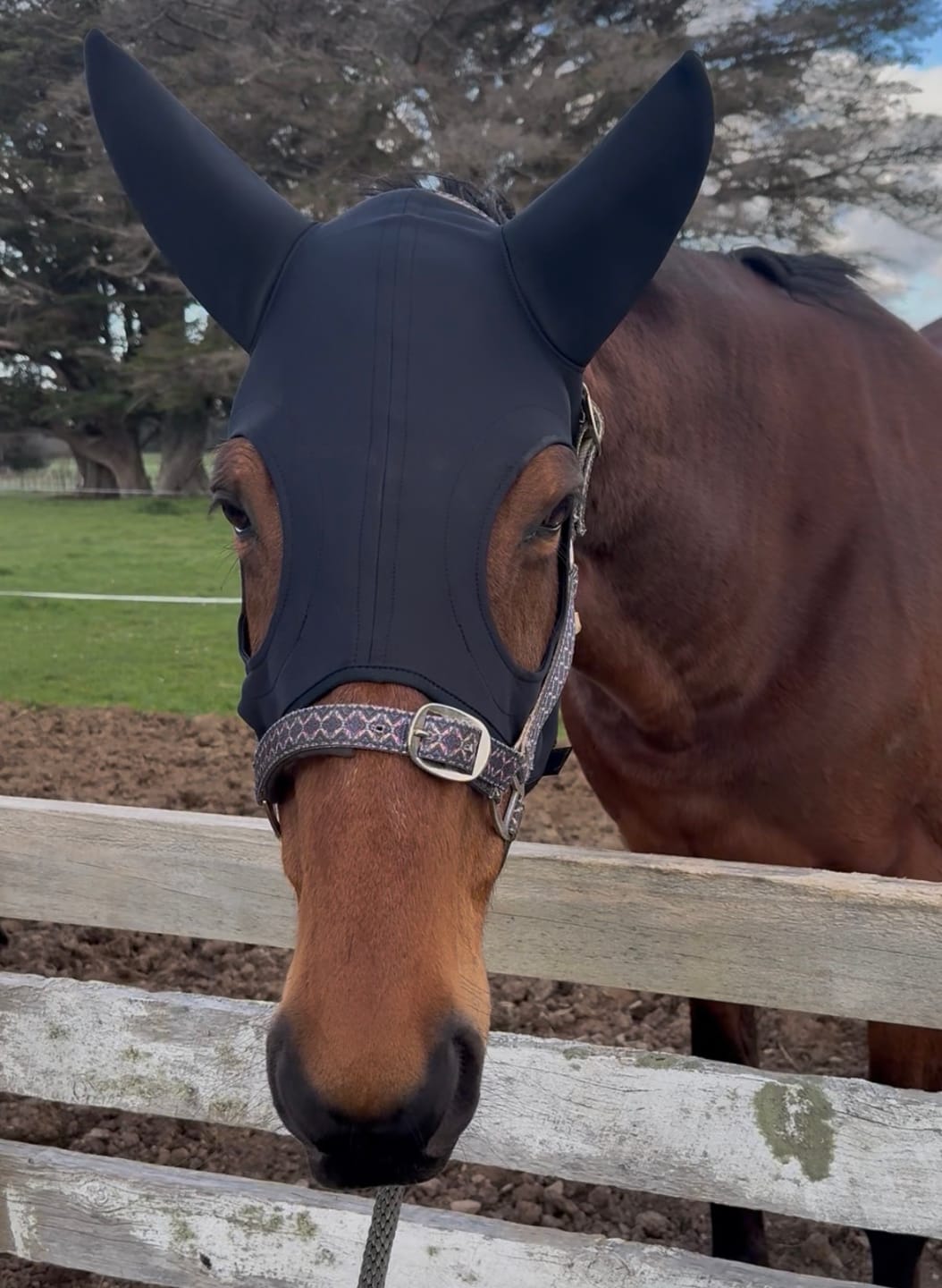 Customer photo review of Zilco Come Best Titanium Hoods with Ears