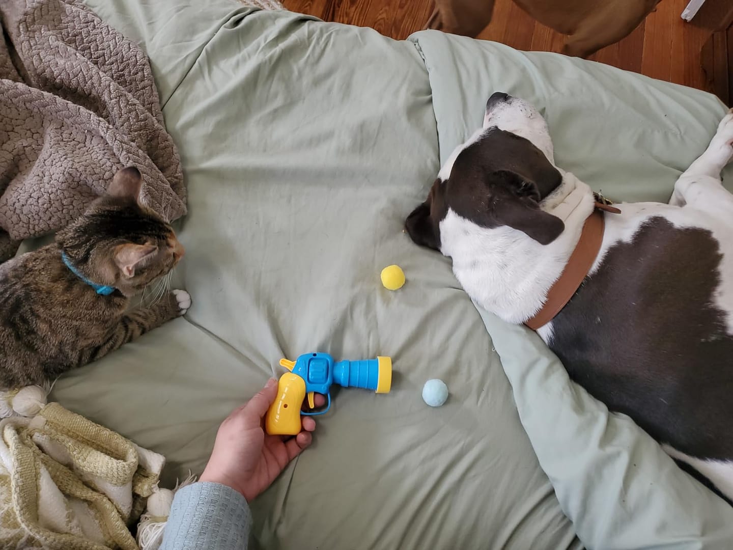 Customer photo review of Calming Puff Launcher (100 x soft fuzzy puff balls)