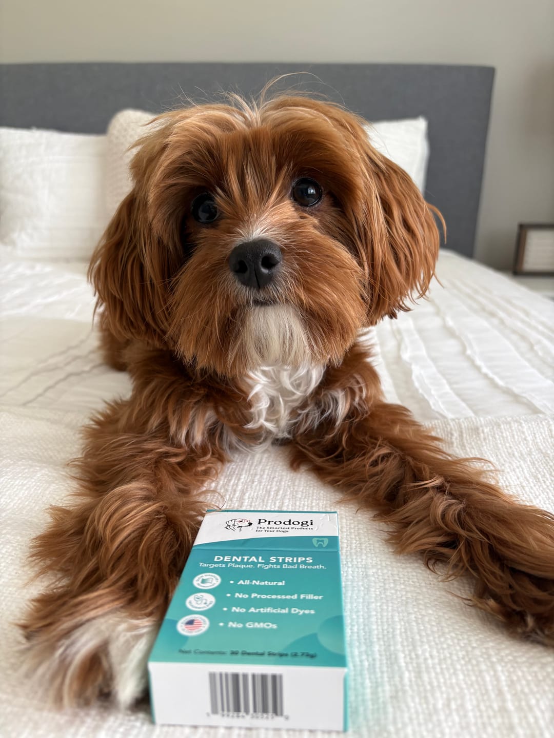 Customer photo review of DENTAL STRIPS