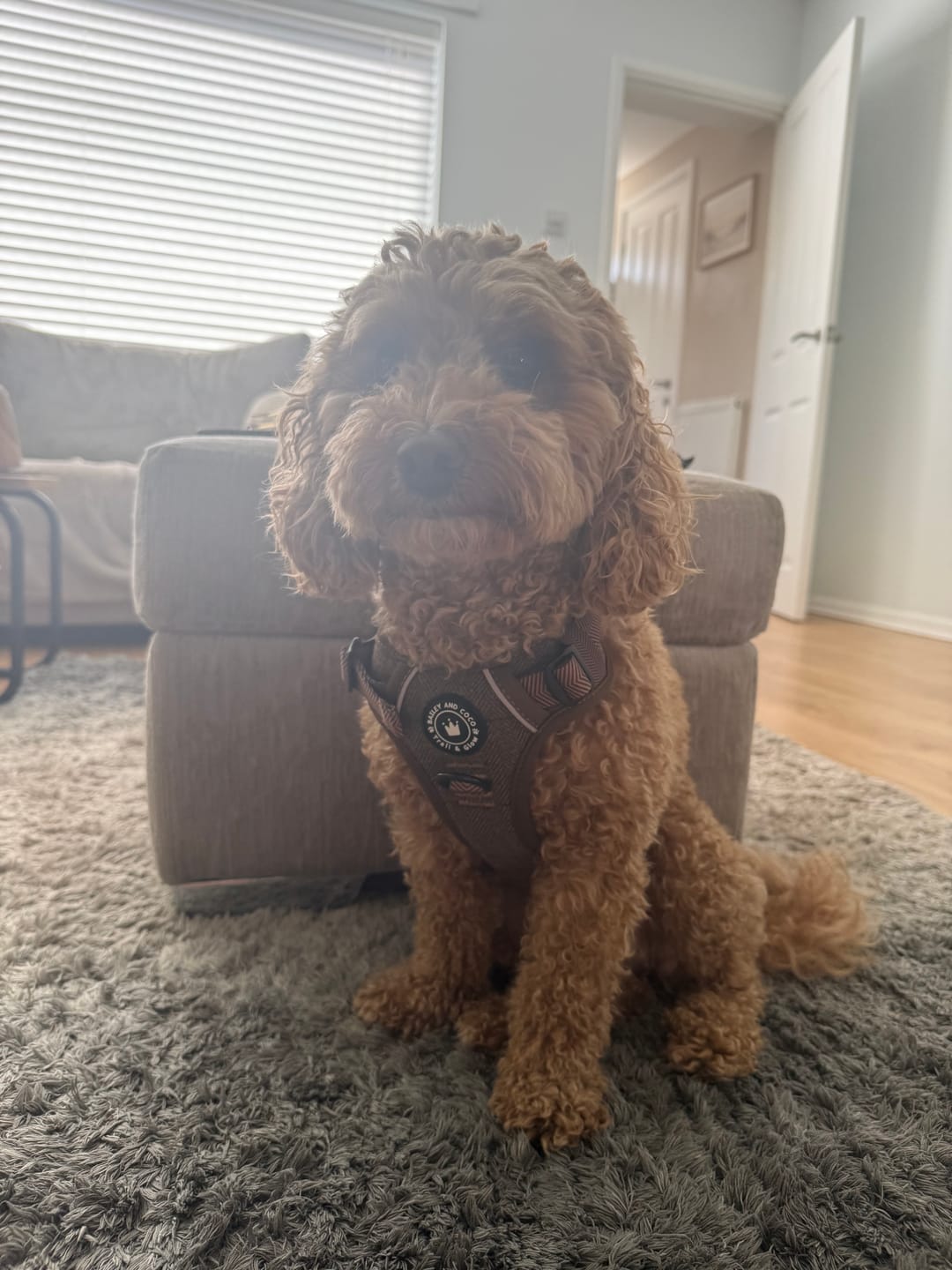 Customer photo review of Trail & Glow Tweed Dog Harness - Oxford Tweed