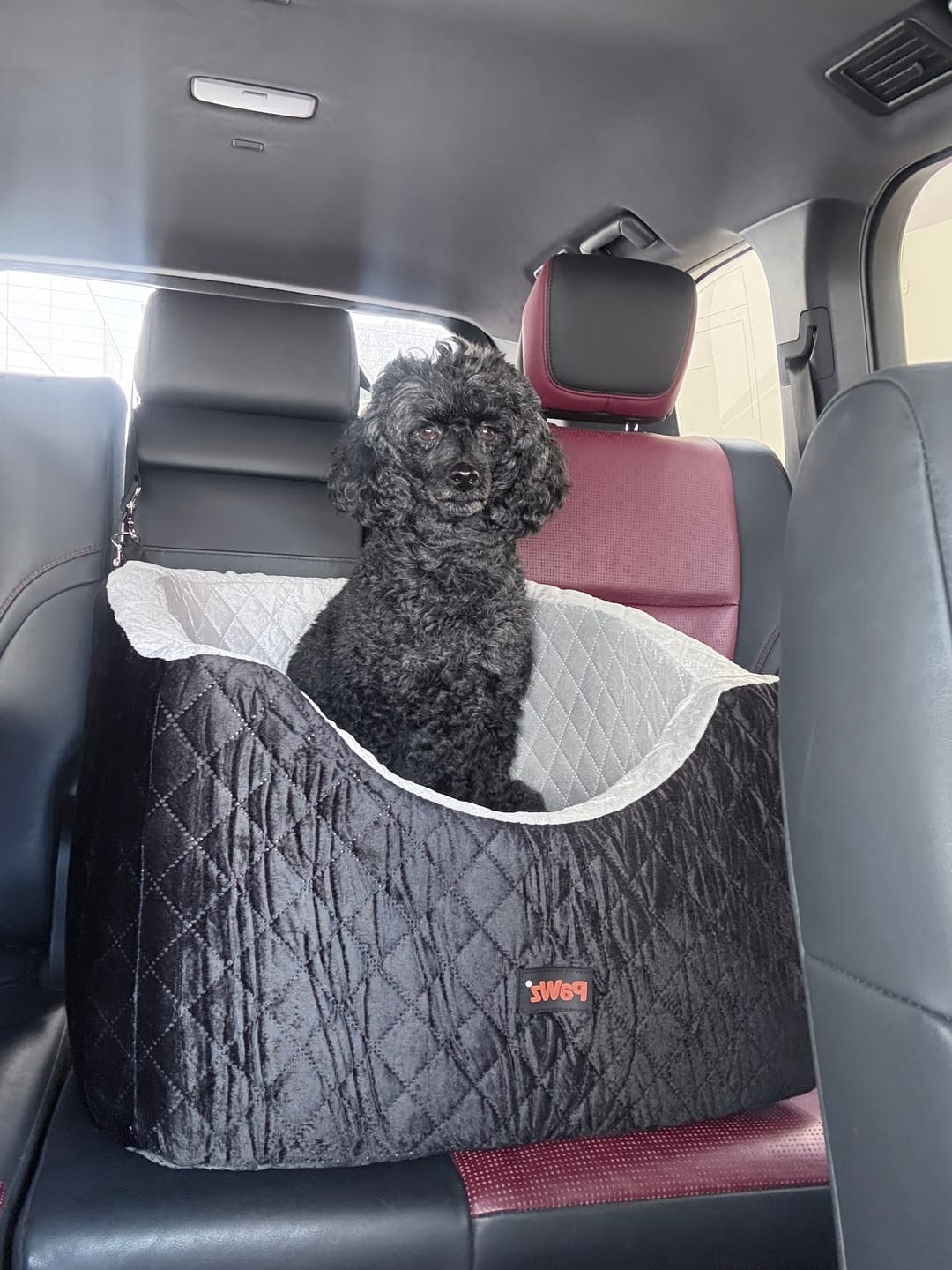 Customer photo review of Dog Car Booster Seat