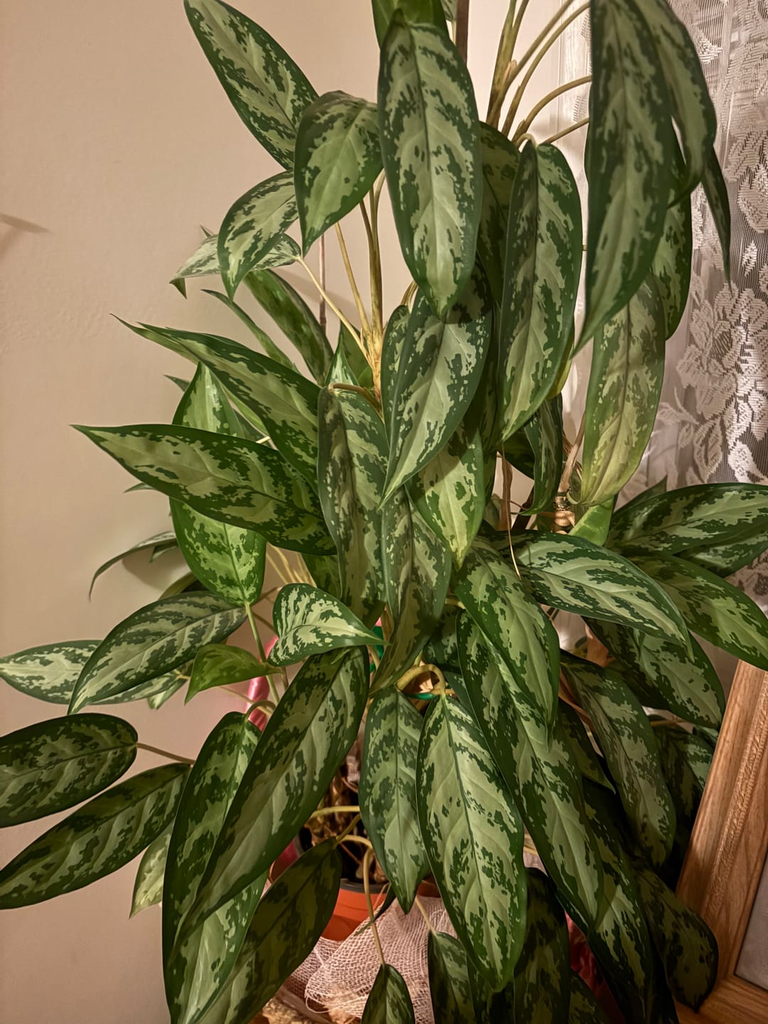 Customer photo review of Plant Food
