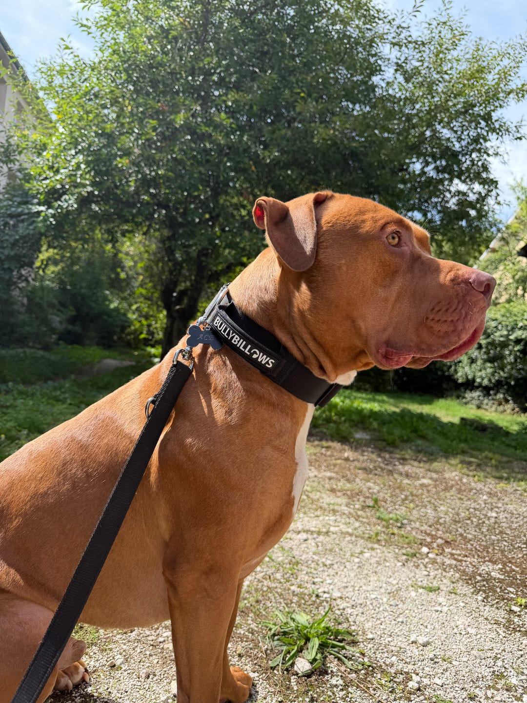 Customer photo review of 5cm Combat® Collar | With Handle & Secure Clip - Black
