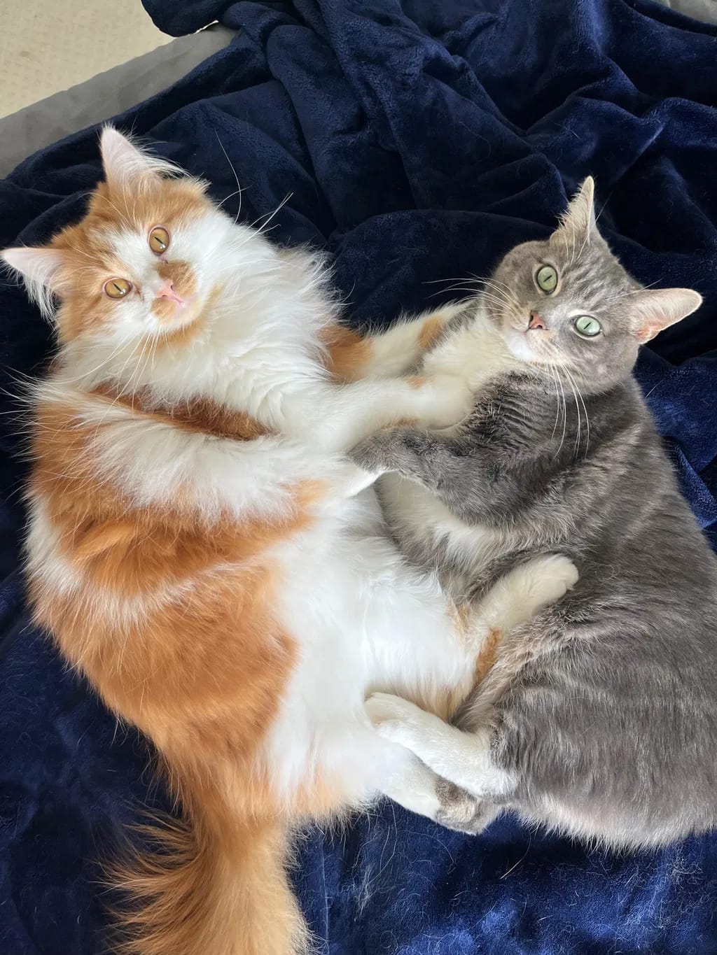 Customer photo review of Renya, la première friandise qui prend soin des reins de votre chat, bien avant les premiers signes