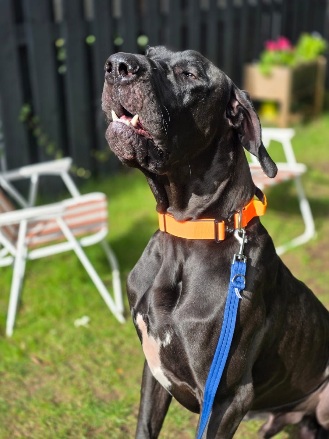 Customer photo review of 4cm Combat® Collar | With Handle & Secured Clip - Orange