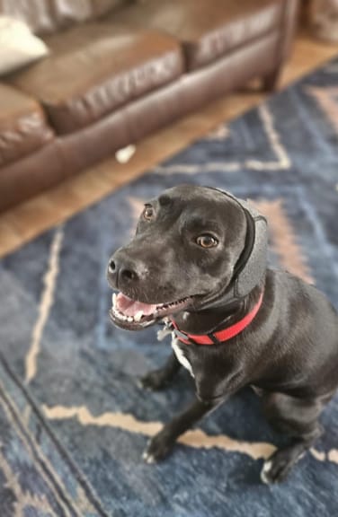 Customer photo review of Orejeras Antirruidos para Perros