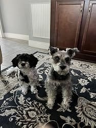 Customer photo review of Purina Pro Plan FortiFlora Dog Probiotic – 30 Sachets for Digestive Support