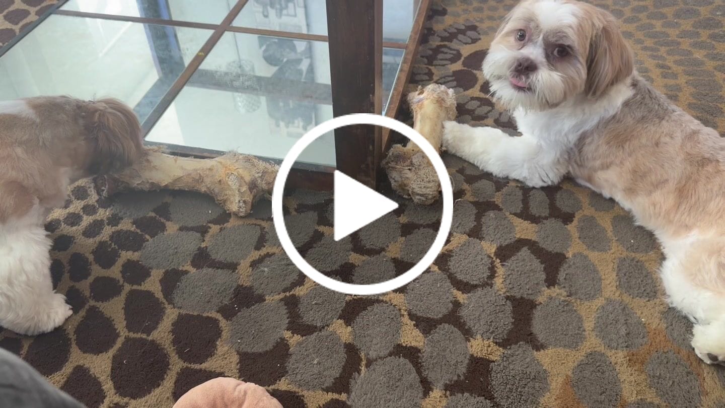 Customer video review of Ostrich Hip Bone (12" x 5"x 3”): The Durable, Flavor-Packed Chew for Medium & Large Dogs