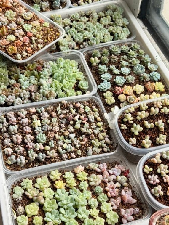 Customer photo review of ✨Labor Day Pre-Sale 45% OFF🌱Eco-Friendly Plantable Dream Seed Calendar 2027