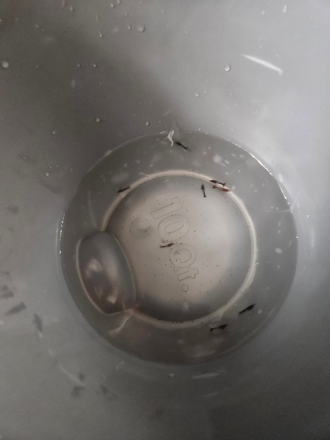 Customer photo review of Red Rili Shrimp