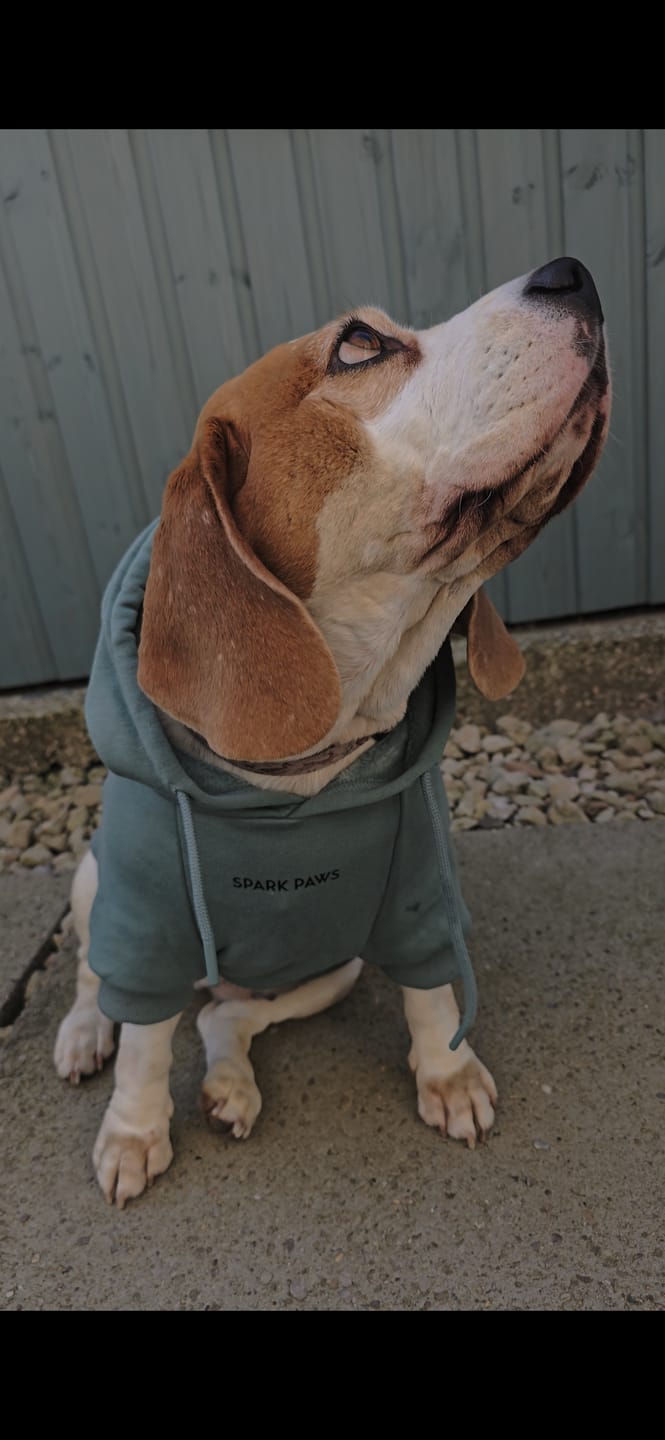 Customer photo review of Halloween Dog Hoodie - Reflective Skeleton (2)