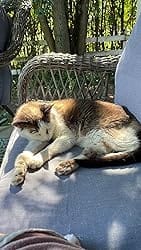 Customer photo review of Purina Pro Plan FortiFlora Cat Probiotic – 30 Sachets for Digestive Support