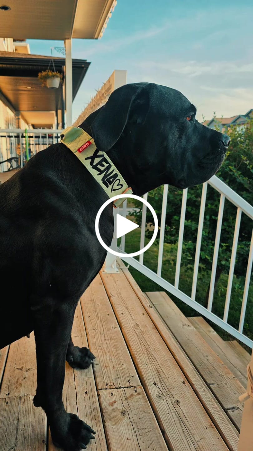 Customer video review of 2" Tacti Luxe Dog Collar - Rose Gold - Honeydew