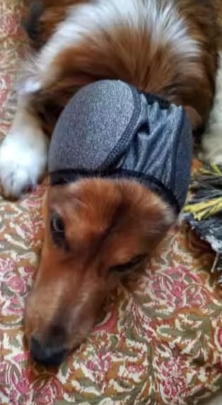 Customer photo review of Orejeras Antirruidos para Perros
