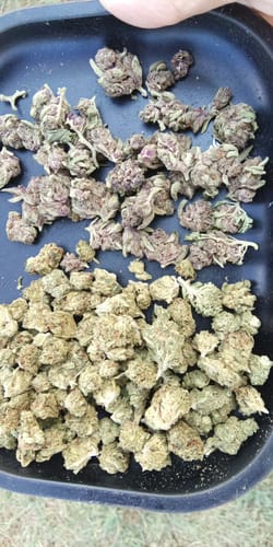 Customer photo review of Light Assist THCA Smalls