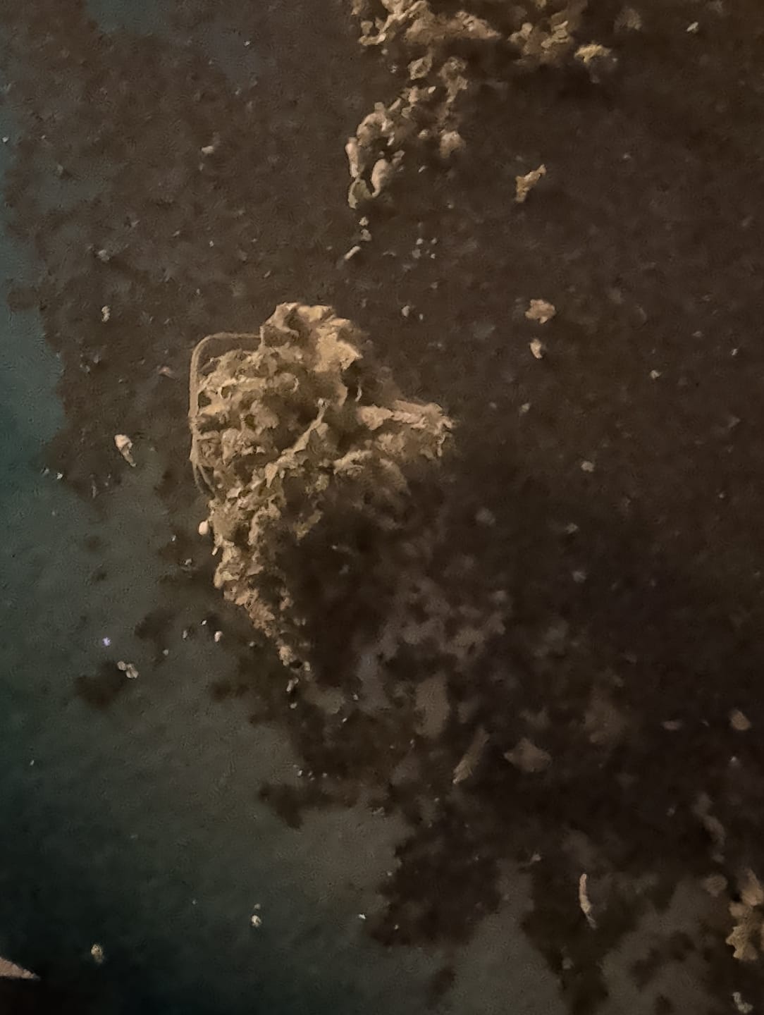 Customer photo review of Champelli THCA Flower