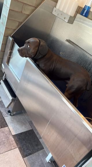 Customer photo review of Orejeras Antirruidos para Perros