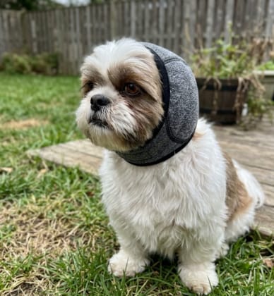 Customer photo review of Orejeras Antirruidos para Perros
