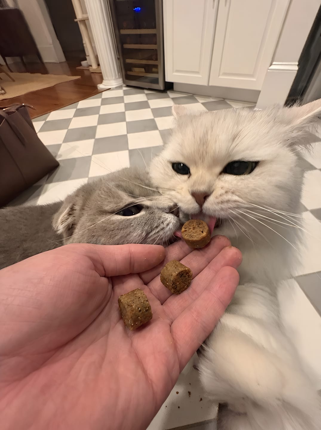 Customer photo review of Renya, la première friandise qui prend soin des reins de votre chat, bien avant les premiers signes