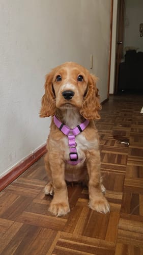 Customer photo review of Arnes H Antitirones Pets Club Confort