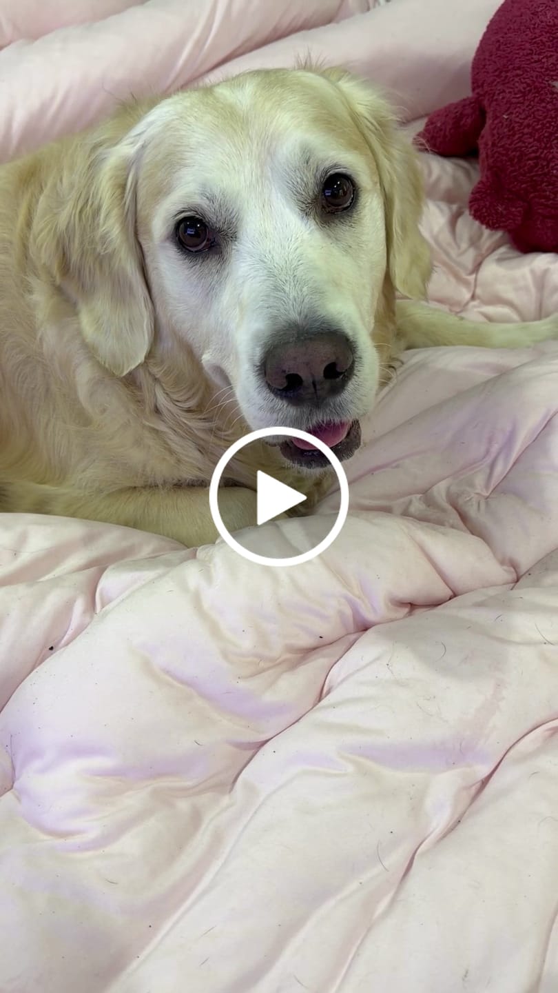 Customer video review of MarshMellow Comforter