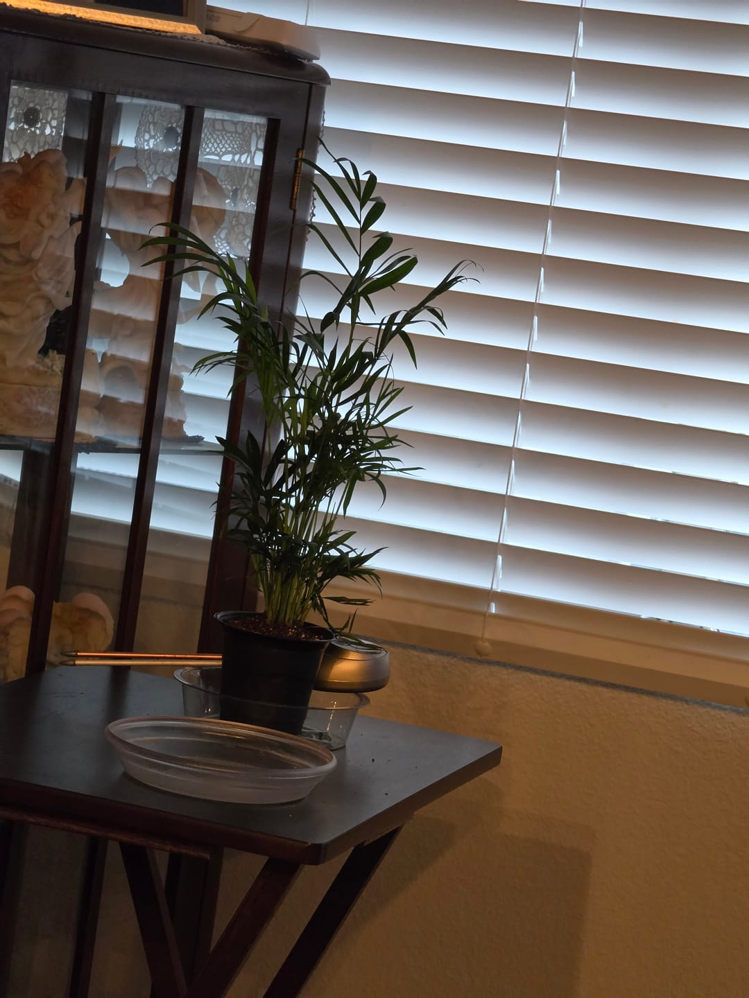 Customer photo review of Parlour Palm Indoor Plant - Easy Care Low Light House plant - Air Purifier Plant in Pot - Parlour Palm- EXACT plant as pictures