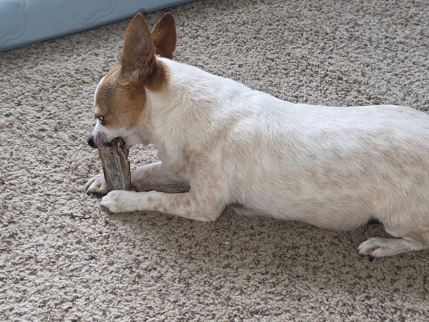 Customer photo review of Crunchy Ostrich Beak: The Light & Airy, All-Natural Treat for Small to Medium Dogs - 2 Pack