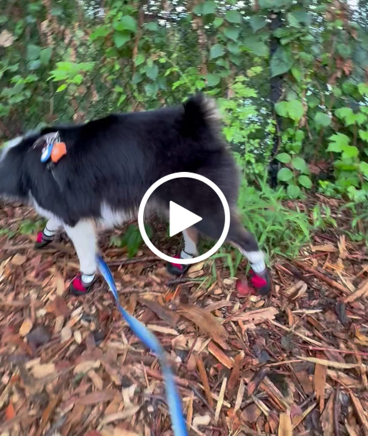 Customer video review of AIR PUP SPRINTERS - SET OF 4