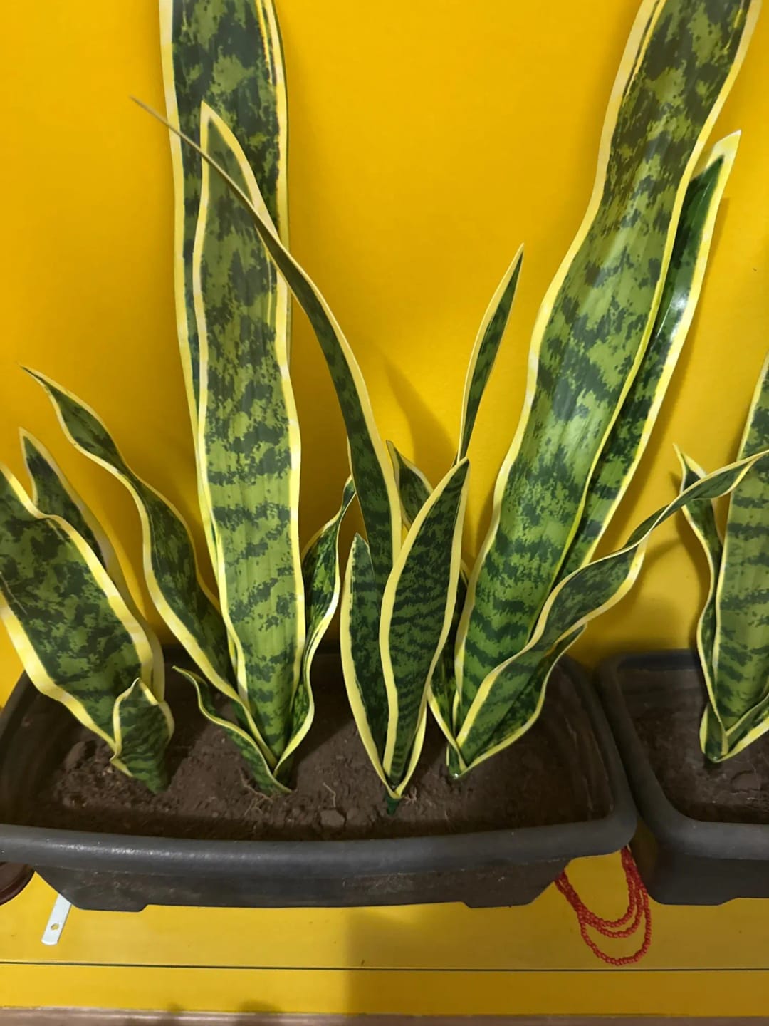 Customer photo review of Fake Plants Tropical Artificial Tiger