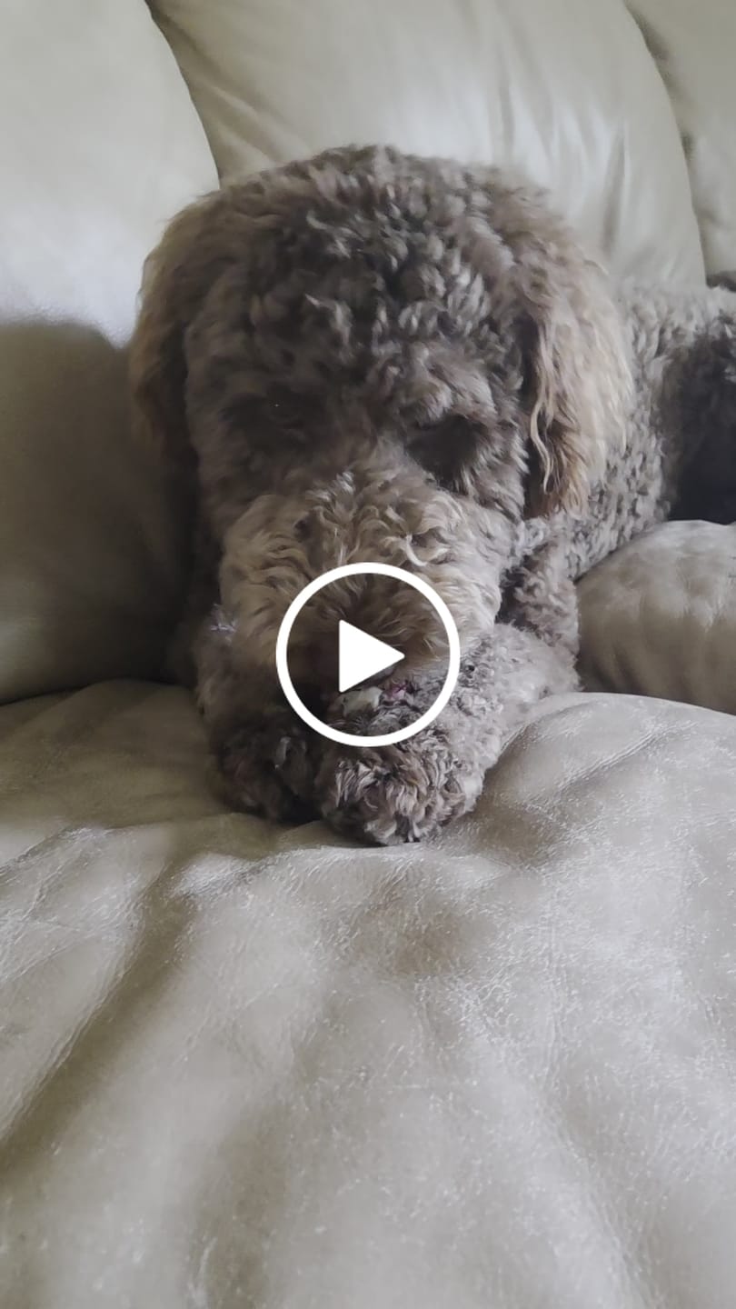 Customer video review of 6-Inch Monster Bully Sticks — Extra-Thick, 100% Beef, Odor-Free Chew