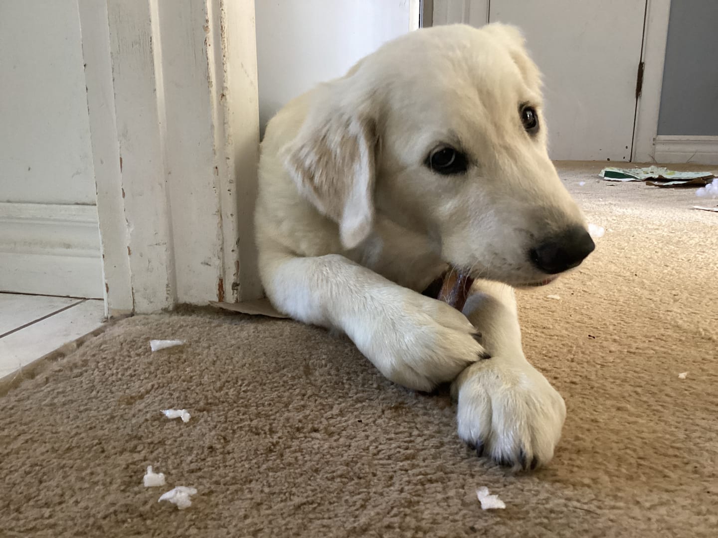Customer photo review of 6 Inch Jumbo Bully Stick