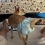 Customer photo review of Purina Pro Plan FortiFlora Dog Probiotic – 30 Sachets for Digestive Support