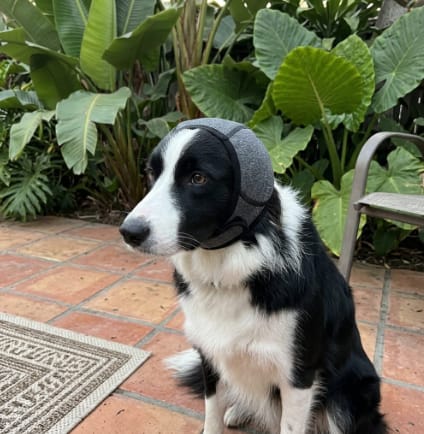 Customer photo review of Orejeras Antirruidos para Perros