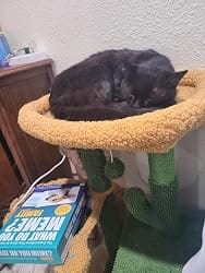 Customer photo review of Purina Pro Plan FortiFlora Cat Probiotic – 30 Sachets for Digestive Support