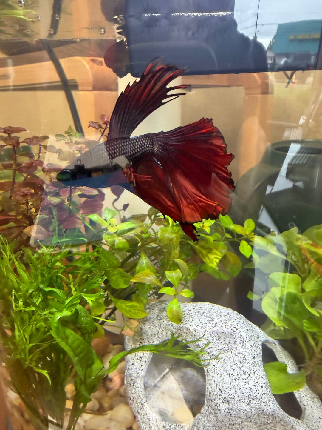 Customer photo review of Red Copper Halfmoon Male Betta Fish