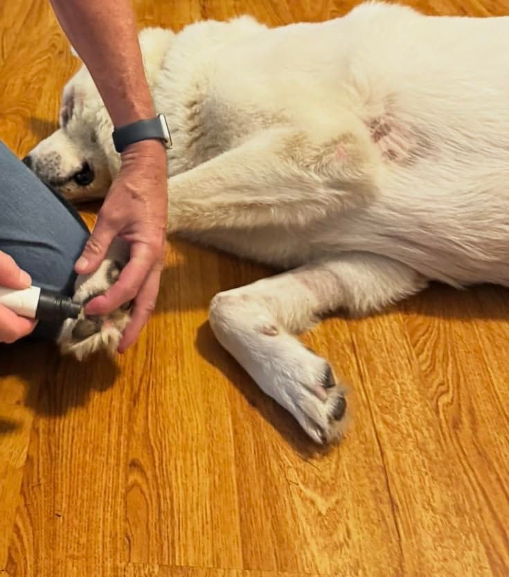 Customer photo review of Clawlegs™ GrindPaw