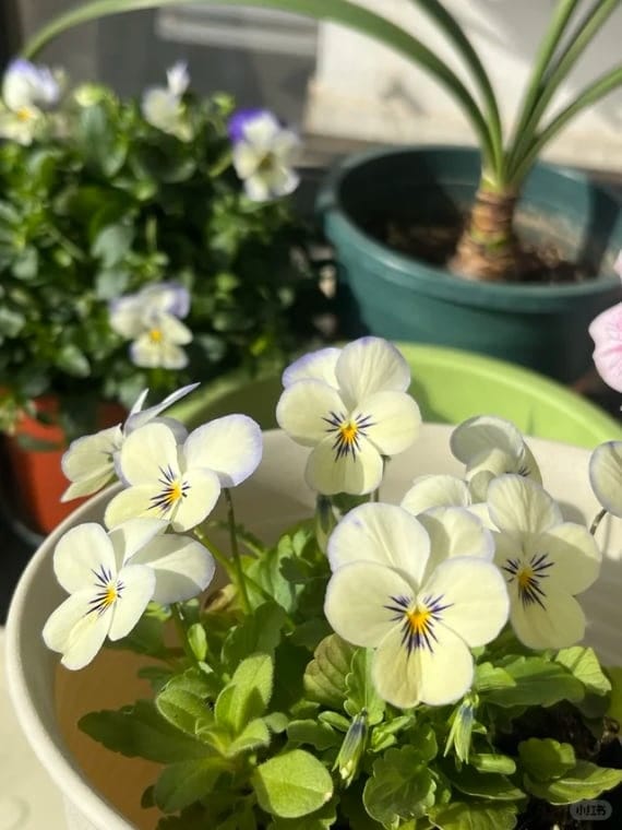 Customer photo review of ✨Labor Day Pre-Sale 45% OFF🌱Eco-Friendly Plantable Harmony Seed Calendar 2027