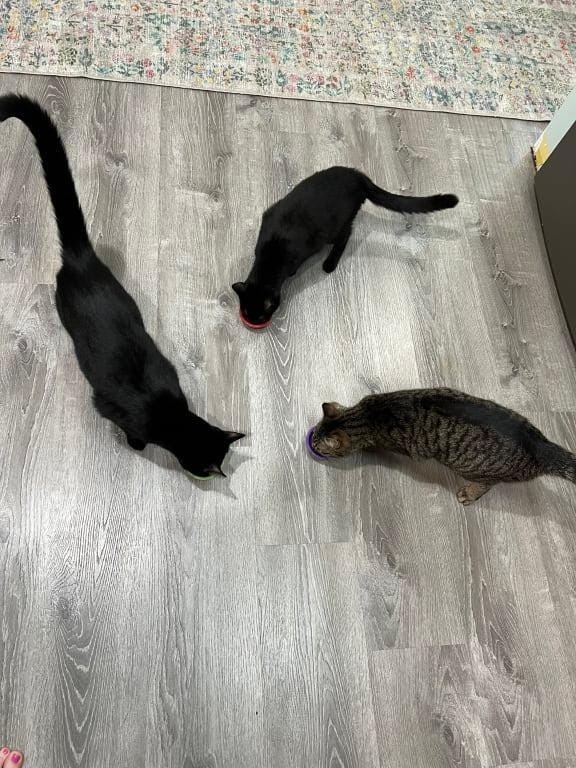 Customer photo review of Renya, la première friandise qui prend soin des reins de votre chat, bien avant les premiers signes