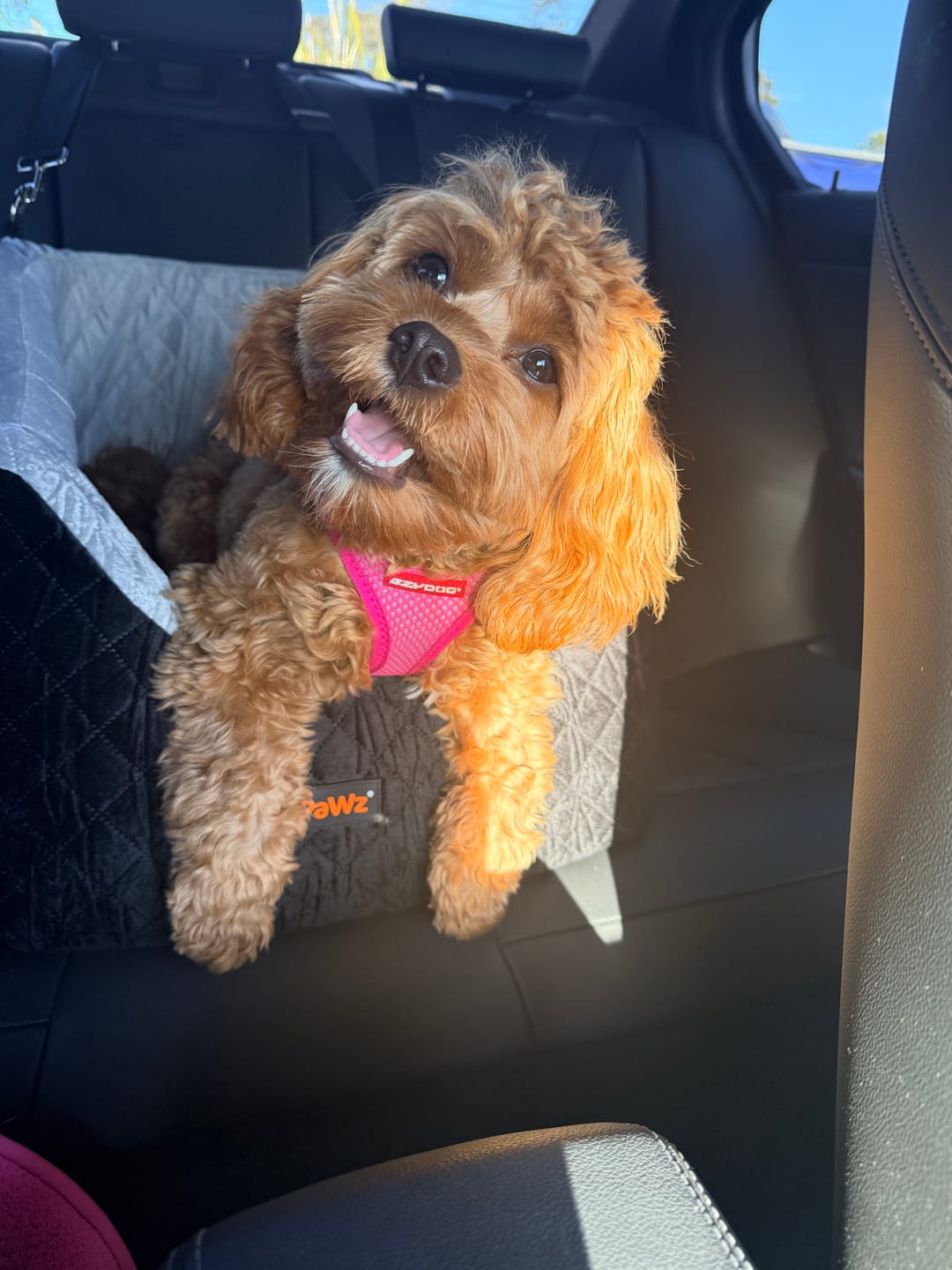 Customer photo review of Dog Car Booster Seat