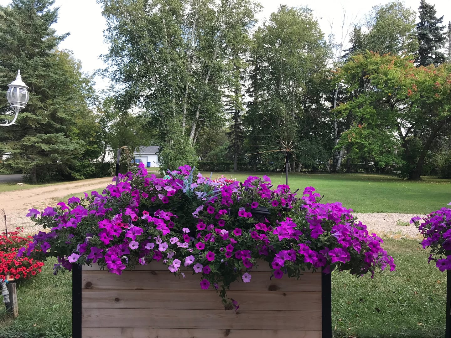 Customer photo review of 18" x 48" Raised Garden Bed - 30" TALL - Select Grade