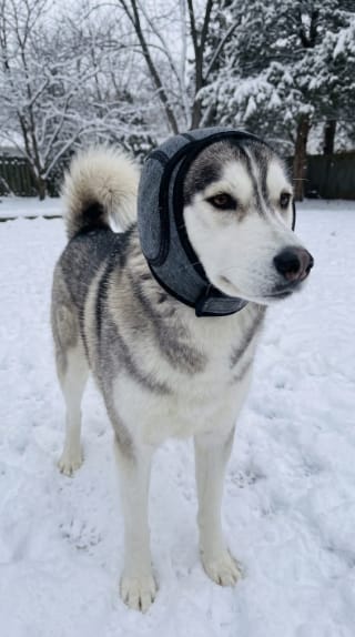 Customer photo review of Orejeras Antirruidos para Perros