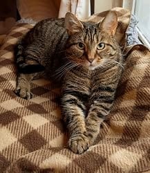 Customer photo review of Purina Pro Plan FortiFlora Cat Probiotic – 30 Sachets for Digestive Support