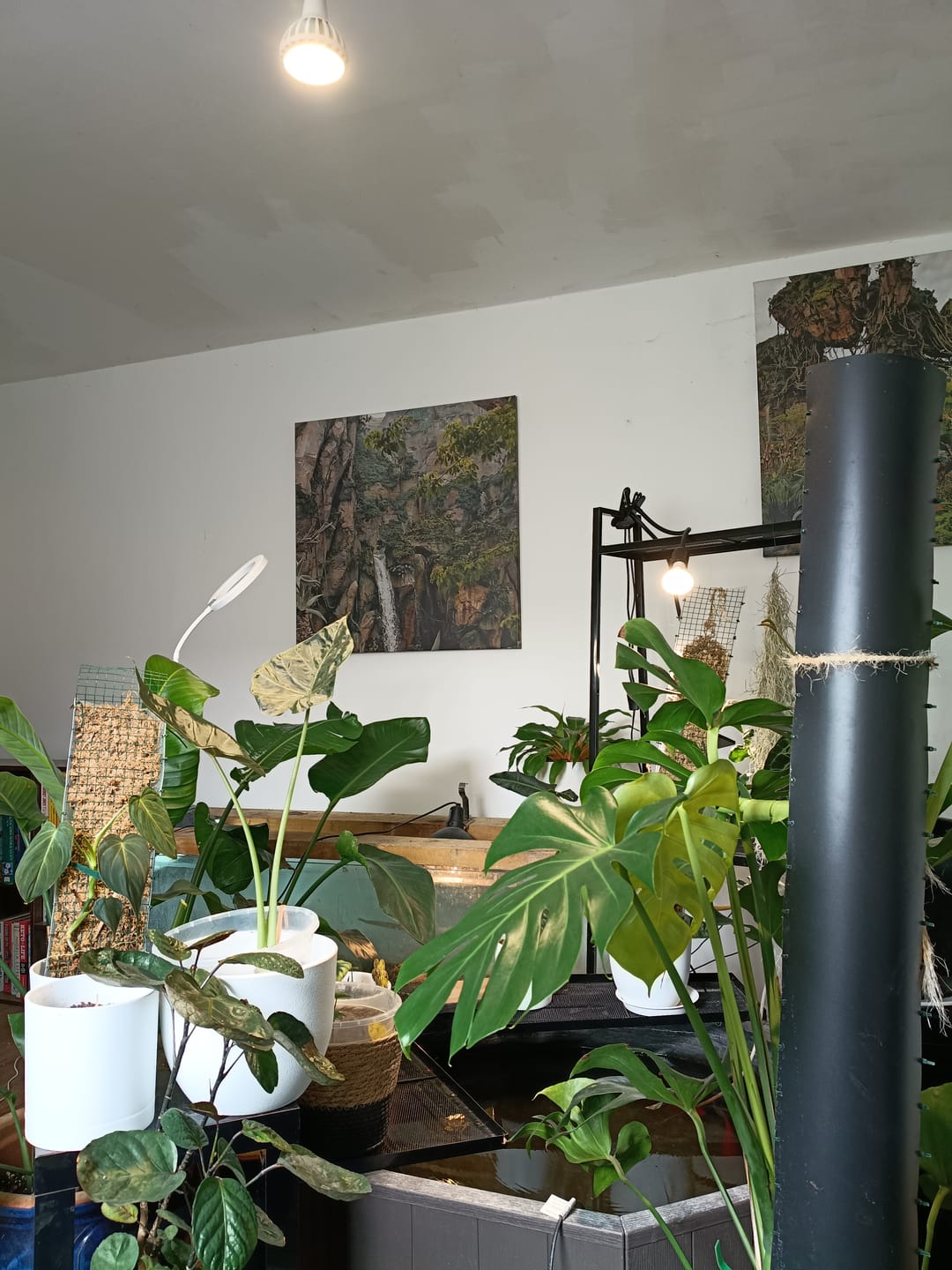 Customer photo review of Pianta Grow Light LED Bulb