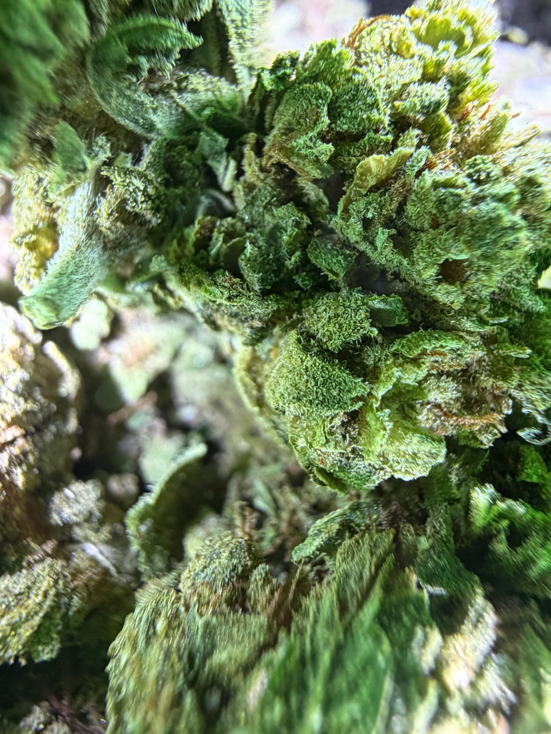 Customer photo review of Chem Dawg - 28 Grams - Hybrid