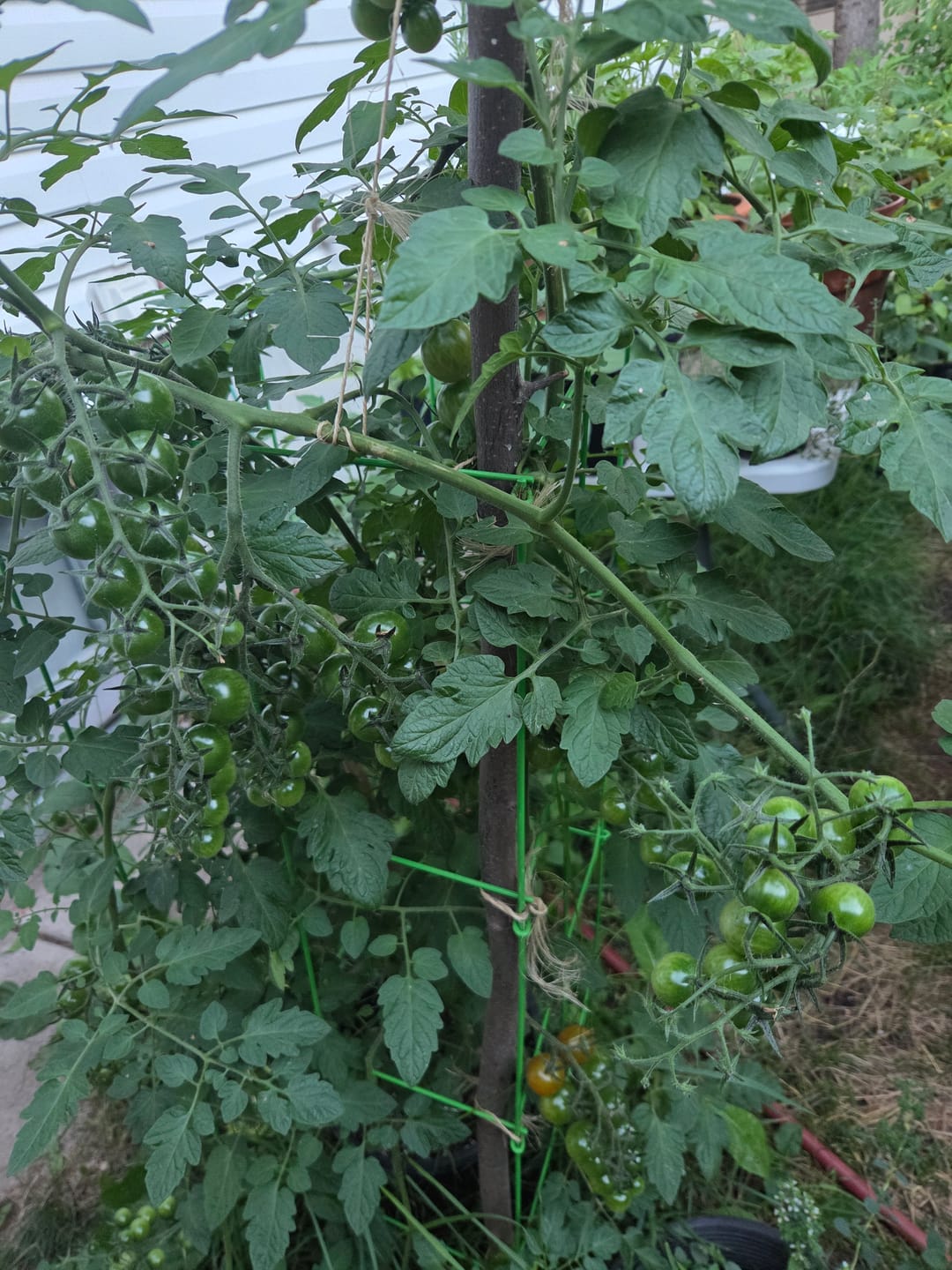 Customer photo review of BOTANICARE Pure Blend Pro Bloom Soil (1-4-5)