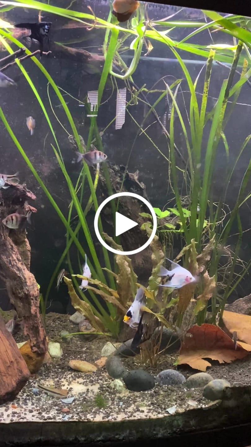 Customer video review of Panda Angelfish