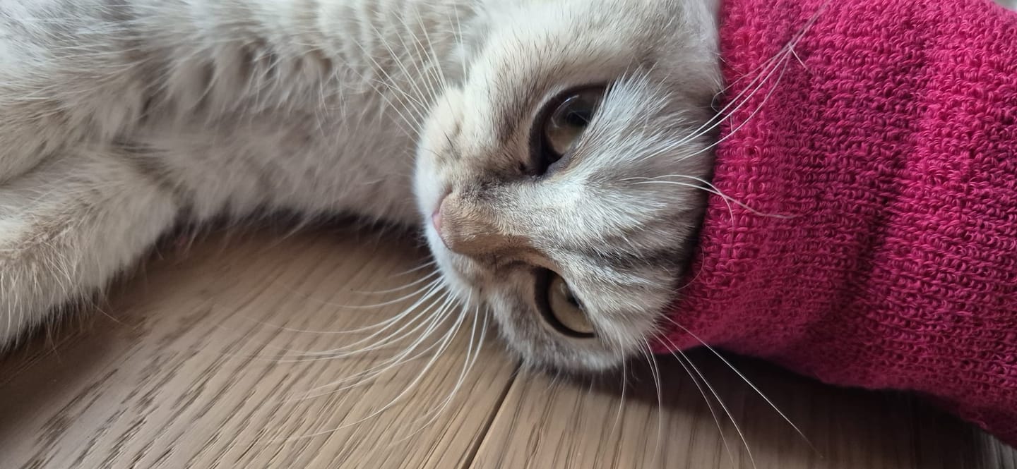 Customer photo review of Paraorecchie antirumore per gatti e cani