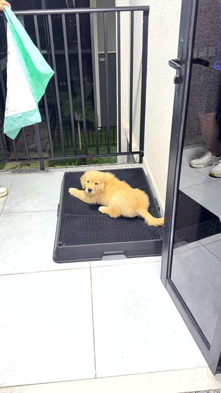 Customer photo review of Weasy Cão | Banheiro inteligente para cachorro