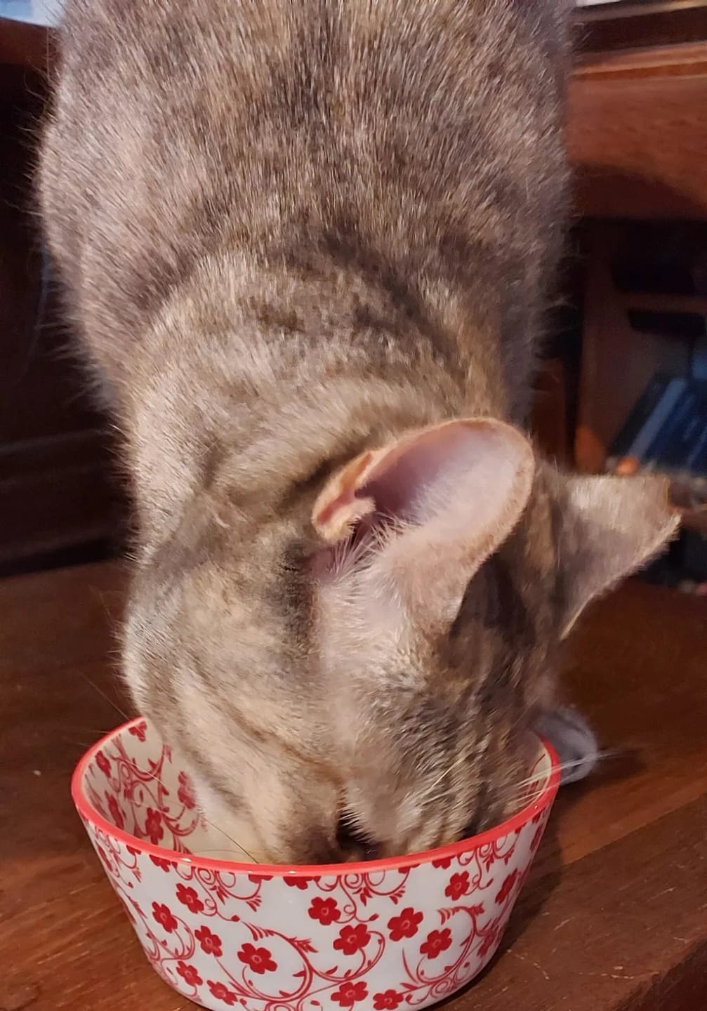 Customer photo review of Renya, la première friandise qui prend soin des reins de votre chat, bien avant les premiers signes