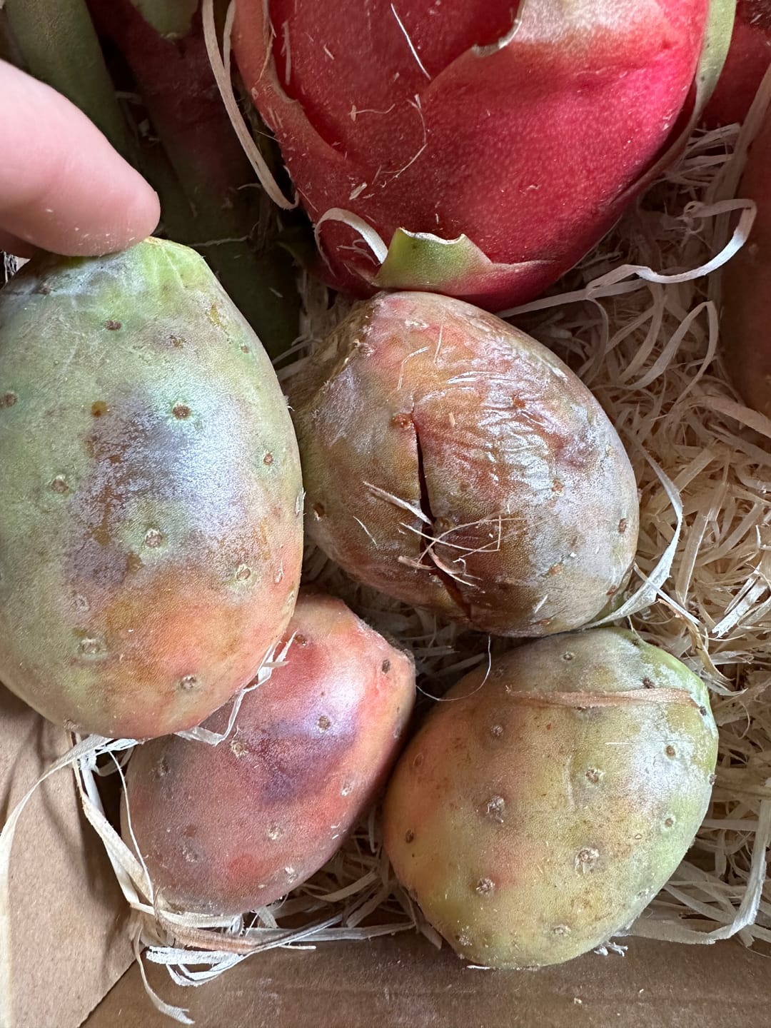 Customer photo review of Kaktusfeigen naturbelassen von Julian